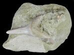 Mako Shark Tooth Fossil In Rock - Bakersfield, CA #62162-1